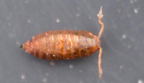 Drosophila immigrans